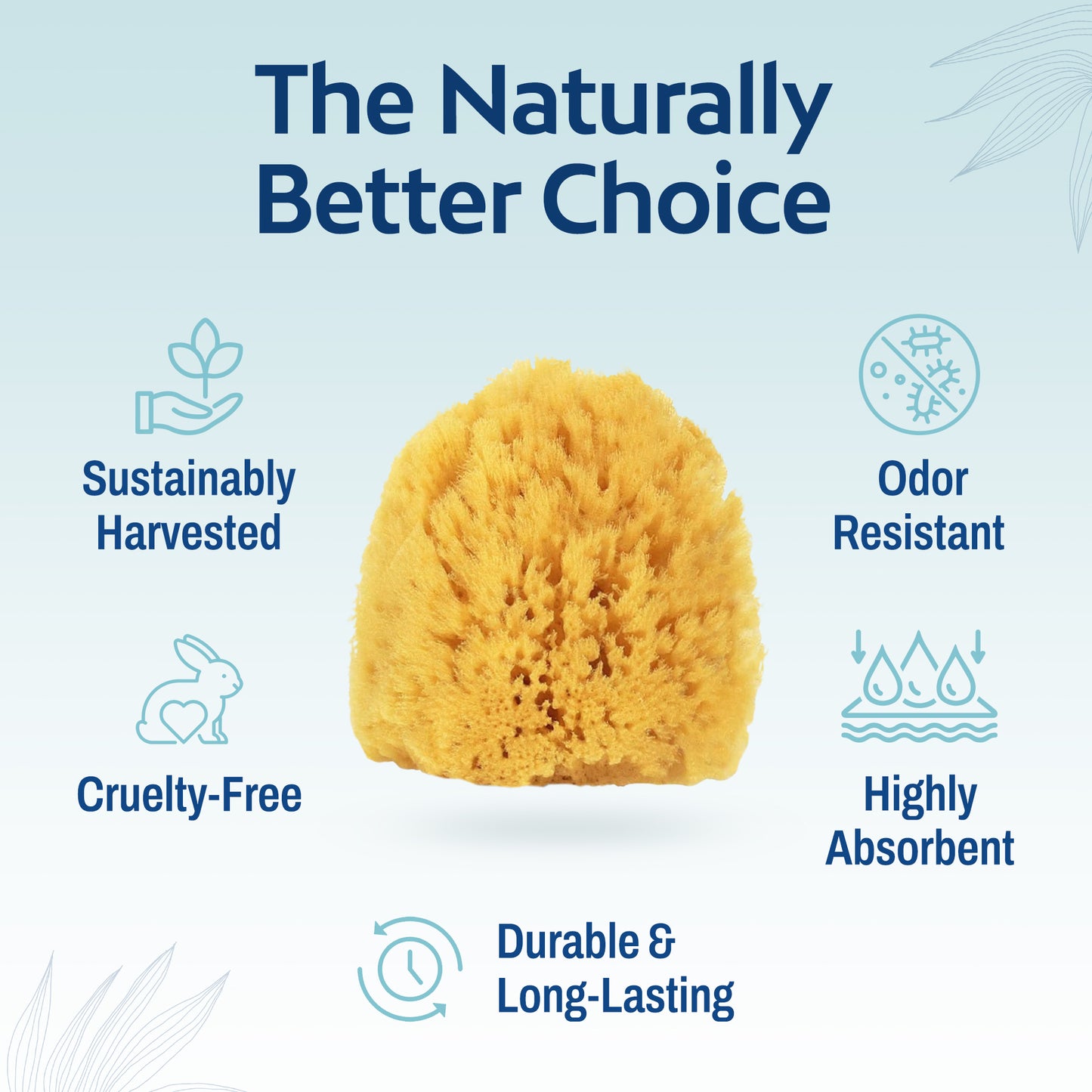HartFelt Exfoliating Sea Sponge Beauty Box - 2 Grass Sea Sponges 4 inch