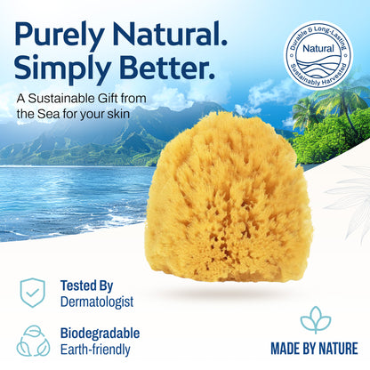 HartFelt Exfoliating Sea Sponge Beauty Box - 2 Grass Sea Sponges 4 inch