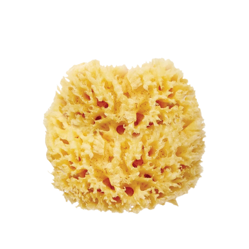 Sea Sponges